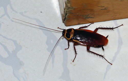 蟑螂合租  Yunnan Cockroach Roommate
