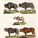 bertuch bison 1