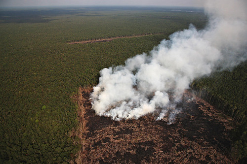 Smoke from man made forest fires in the RAPP concession in Giam Siak Kecil area to clear land for palm oil plantations