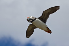 Puffins in flight with sand eels