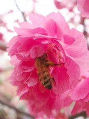 Sakura 桜の華