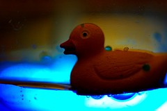 Toxic Ducks