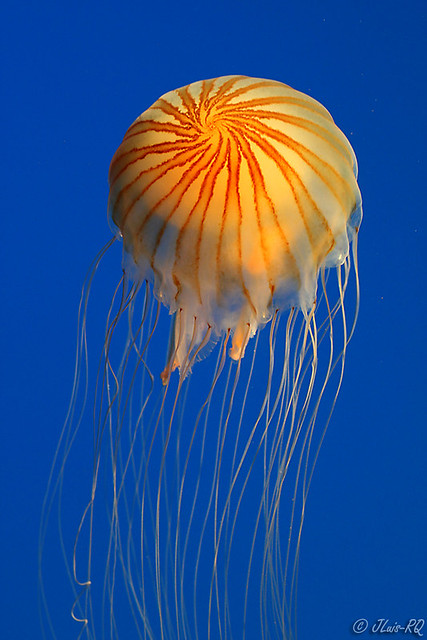 медуза фото