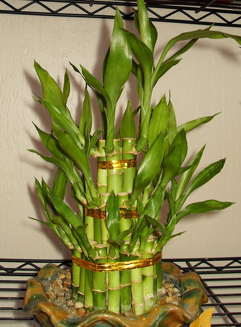 Asian Bamboo Plant 95