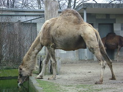 Camel & Dromedary / Chameau & Dromadaire