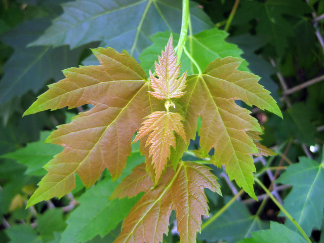 Acer saccharinum - Silver Maple young leaves