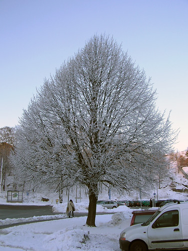 Lime tree frost 060131