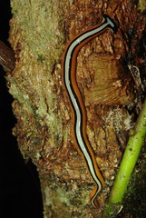 Annelidae (Borneo)