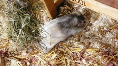Guinea Pigs, Mice and Rabbits