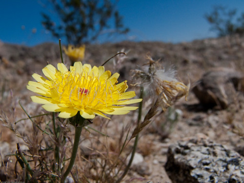 Desert dandelion flower. Scenes from a trip to Anza Borrego State Park in southern California, March 23-26, 2009