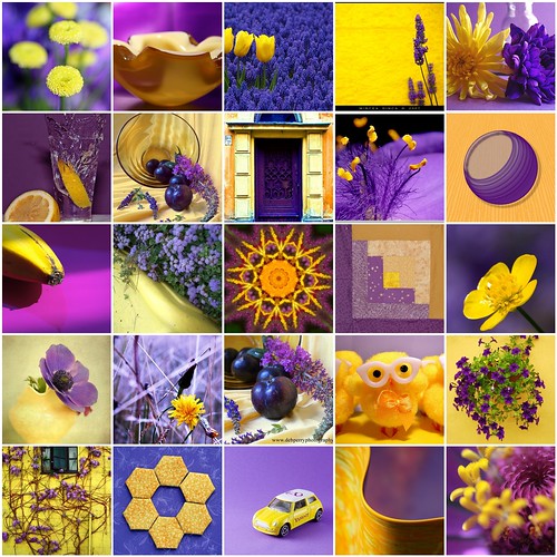 Contrasting Colors - Yellow & Purple
