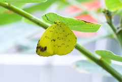 台灣黃蝶Eurema blanda arsakia 