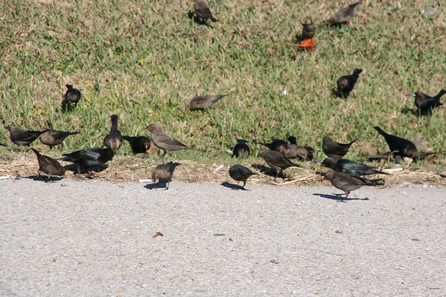 Cowbirds in Chattanooga