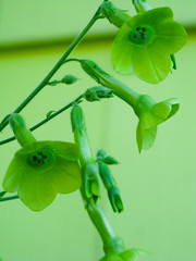 Flowers: Nicotiana
