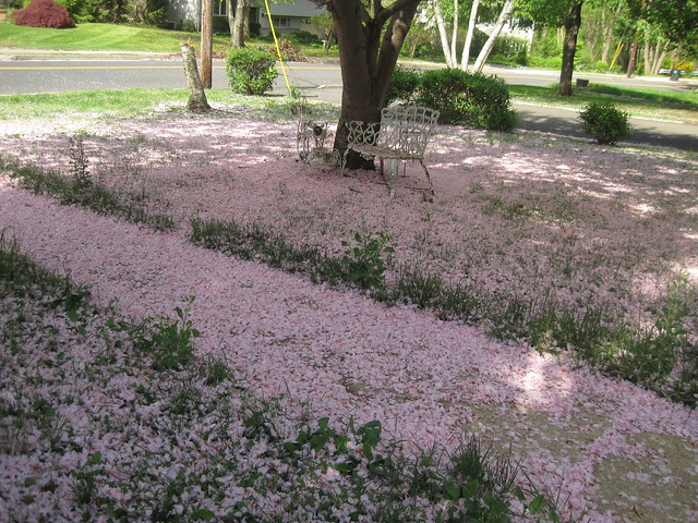 More Pink Snow