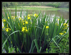 Iris faux acor (Iris pseudacorus)