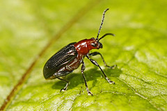 Chrysomelidae - Leaf Beetles