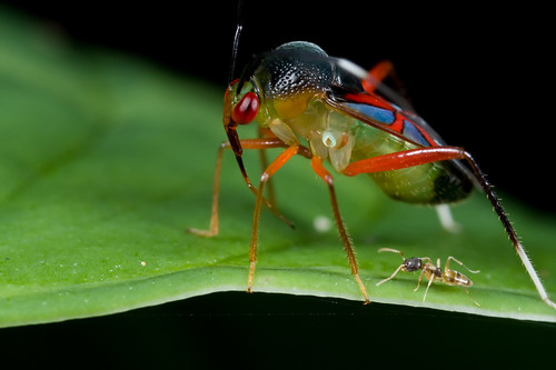 Mirid bug and an ant...IMG_5668 copy