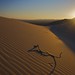 The Golden Dune-Kelso Dunes, California