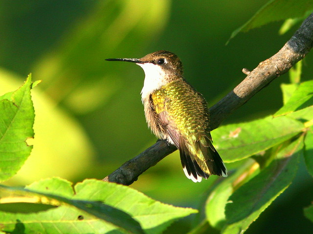 Ruby-throated Hummingbird 20090813