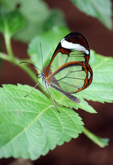 Glasswing butterflies