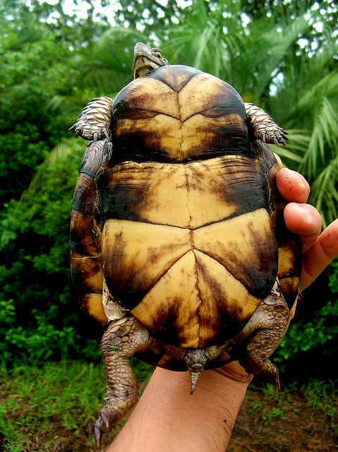 Box Turtle Bottoms Up Flickr Photo Sharing