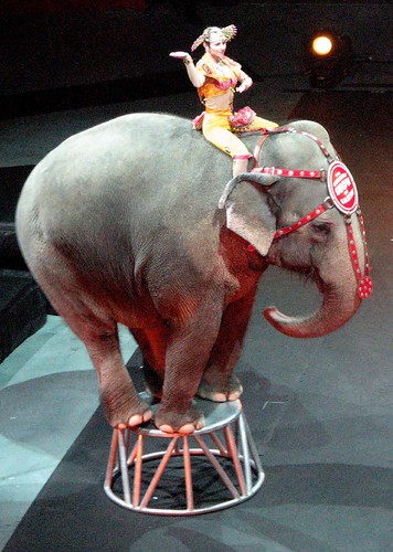 uno elefante by Jessie Pearl, on Flickr