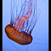 Jellyfish (4)