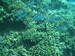 Great Barrier Reef -  Jan 2009
