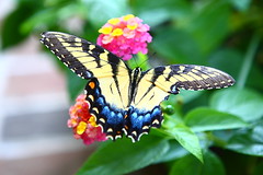 Butterfly in August