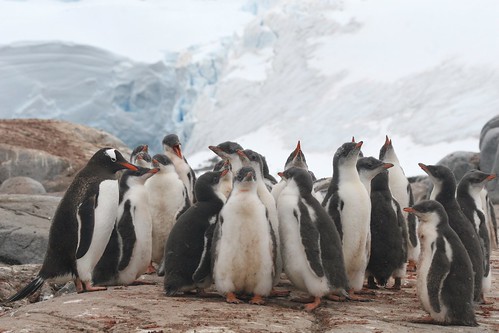 Bunch of penguins by chris.bryant