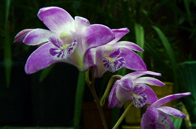 Dendrobium kingianum species orchid