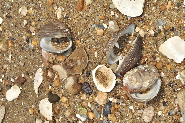 Seashells and fossils abound along the James River.  Join a fossil walk to learn all about them!