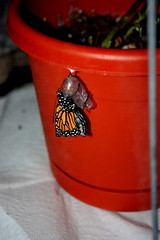Monarch Butterflies Hatching 9/22/2009