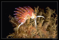 Mollusques gastéropodes opistobranches