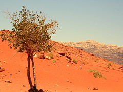 Jordânia/2008