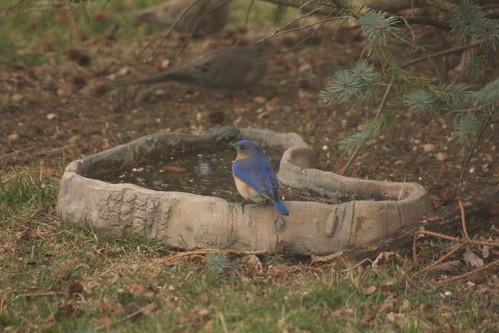 Eastern bluebird - Sialia sialis