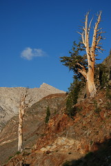 Sawtooth Peak, Sequoia NP