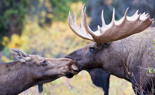 A Moose Moment of Affection