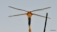 Macrocosmos II - Dragonflies