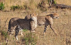 Kenya Safari - Sept 2009