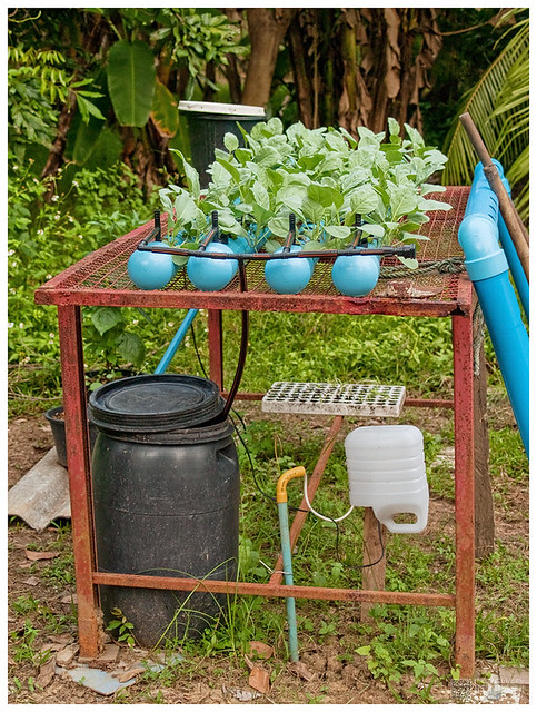 DIY pvc pipe hydroponics - a photo on Flickriver