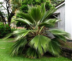 Arecaceae (Palm family)