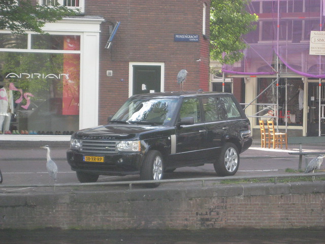 Sea bird top of the Rang Rover D in Amsterdam
