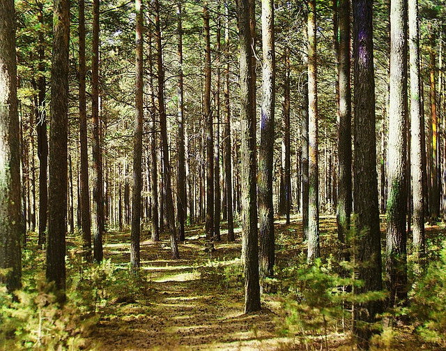 Forest, 1910