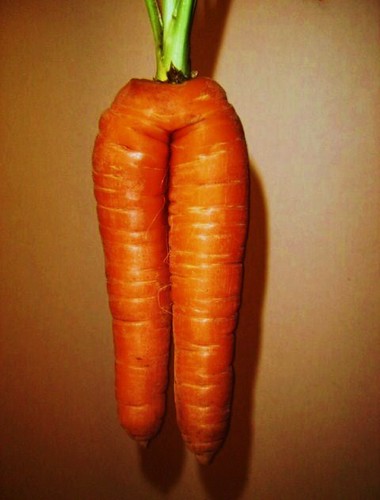 Carrot Fat Legs