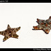 Starfish, Isla Mujeres (2)