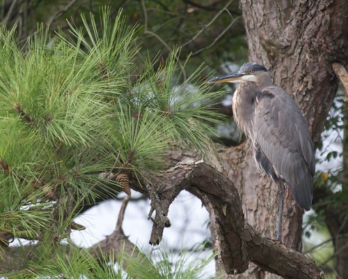 Great blue heron in a tree