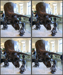 (Stereo) The American Museum of Natural History, New York City.