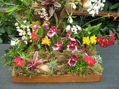 2009 Southland Orchid Show